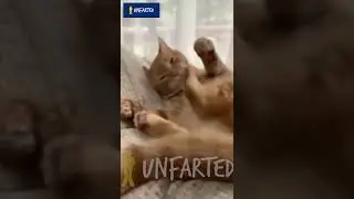 This cat's software is crashed | UNFARTED #shorts #youtubeshorts  #funnycatvideos