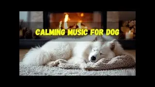 12 HOURS of Restful Dog Music for Sleep 🎵 Gentle Healing Tunes to Calm Nervous Pets