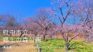 【4K・POV】東京府中市 府中市立郷土の森公園を散歩