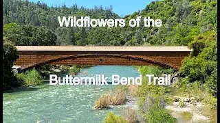 Wildflowers of the Buttermilk Bend Trail