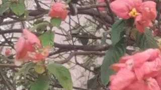 animal lover ritika #parrot lover #animal lover Ritika is live now