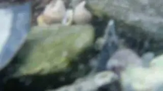 Foraging Tidal Pools (In the North)