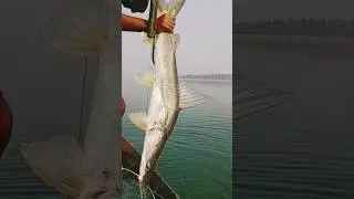 bada digar machhali 20 kg #short #video