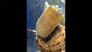 distinct arhythmic terminating wave patterns of C. parthenopeum
