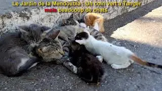 Le Jardin de la Mendoubia  Un coin vert &agrave; Tanger mais beaucoup de chats حديقة المندوبية بطنجة