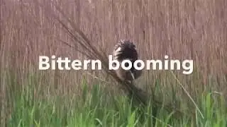 Bittern booming