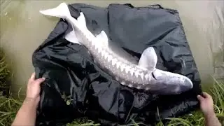 P&ecirc;che de la carpe et de l'esturgeon au coup