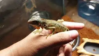 TEMPORARY HOME FOR A MONTH IGUANA