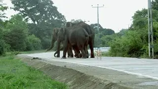 Elephant Attack 4 (Dog chasing to Wild Elephant on the Road)