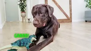 How a Labrador Retriever Reacts to Fake Dinosaur
