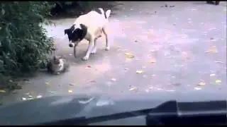 Sneaking Creeper Dog Funny Video