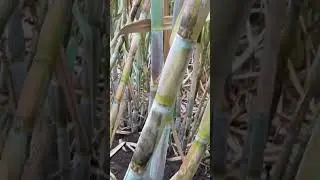How to increase size and weight of Sugarcane. #sugarcanecrop #agriculture #organic #biofertilizer .