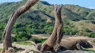 The Enigmatic World of Komodo Dragons: Behaviors and Life