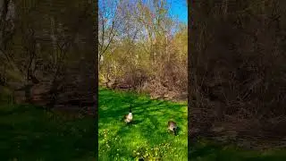 Canadian #spring is one of the most wonderful seasons in #Canada. #4k #relaxing #lifeincanada