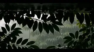 Deep Forest Rain Under Dense Canopy 🌧️ | ASMR Rain Sounds for Sleep & Relaxation