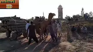 camel cart full loaded with green wood new video of my village 2022
