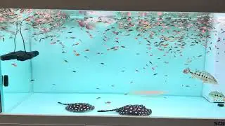 Full of small koi fish inside my aquarium tank #fishaquarium #fish  #fishtank 