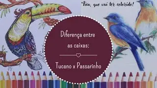 Lápis de cor SIVO: Qual a diferença entre as caixas?