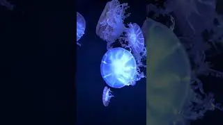 Vertical Video Screensaver