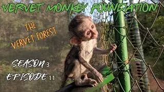 #BabyMonkey integrations, New arrivals, baby Samango Monkey Intro - Season 3 ep 11