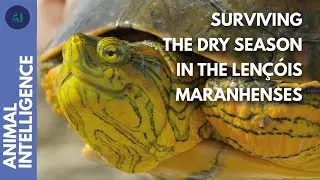Why does this turtle come into estivation? | AI