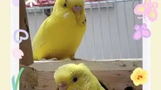 Bell and muffy 🌞 egg hatching 🐣 moment's #youtubeshorts #budgies
