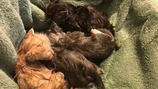 Homestead Kitty's | The saga continues...