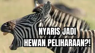 INILAH PENYEBAB ZEBRA SELAMANYA AKAN MENJADI HEWAN LIAR!! #happynature 
