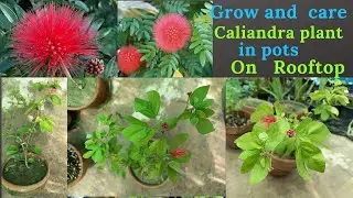 Grow And Care Powder Puff Plant In Pots On Rooftop | Red Calliandra | Rare Garden | Urdu/हिंदी |