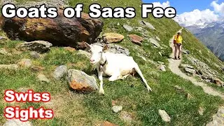 Goats of Saas Fee Switzerland 4K Hiking Tour Hannig