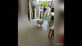 Tsunami Husky(Huskitory)