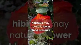 Hibiscus Tea for Heart Health: Natural Blood Pressure Support!