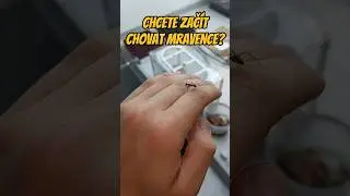 Nejlep&scaron;&iacute; čas na to zač&iacute;t chovat Mravence! #mravenci #antsczech #chov