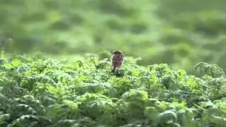 Observer les oiseaux dans nos jardins !