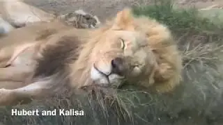 Lion Hubert and Kalisa ライオン　フバートとカリサ　ロスアンゼルス動物園