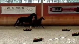 SF. v. Zoom - Dauphin - Neuquen xx (sold)