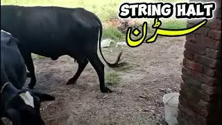 Sarran || String Halt in Cattle #drusmanmirza #stringhalt #sarran #shorts #viral #shortvideo #short