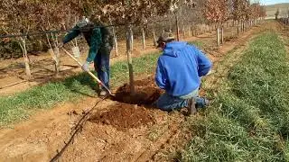 Root Control Bag | 2 man Dig Time | Leonard