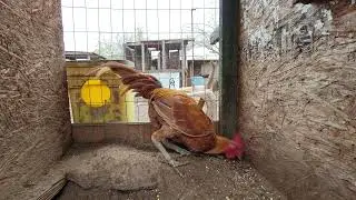 Calpara Peruvian