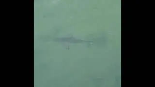 small shark off dock