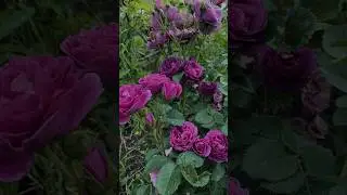 Три парковые розы 🌹 , которые раньше всего зацветут в вашем саду