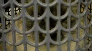 Veego in the Hamper