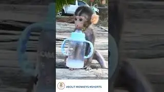 CUTE BABY MONKEY DRINKING MILK #shorts
