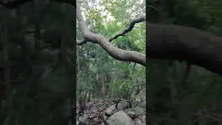 Margalla Forest #shorts #forest #viral #youtube #subscribe #channel #Islamabad #pakistan #mountains