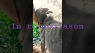 #calf skin disease#shortvideo #shortsfeed #shortsviral #farming #animals #dairy #subscribe #shorts