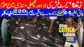 Alive Catfish in Lahore fish Market Latest Rates 03 December 2021