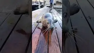 Cute Animal Video #shorts #petshort