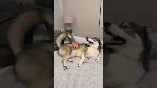 My dog only respond to ONE thing&hellip; #husky #dog #dogs #shorts #huskies #funny #bluey