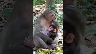 Heng-J1-Jinx just born baby