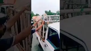 Dangerous bull loading Nd unloadin